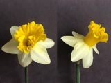 Front and side view of Narcissus Wisley