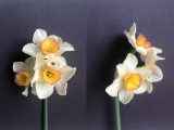 Front and three quarter view of Narcissus Yazz