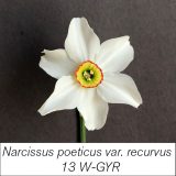 daffodil with white petals and a green yellow and red corona text overlaid Narcissus poetica var recurvus 13 W GYR