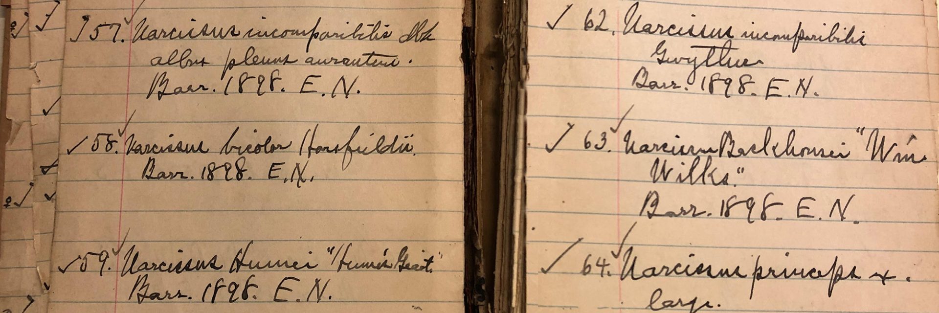 History of Daffodils at NYBG New York Botanical Garden