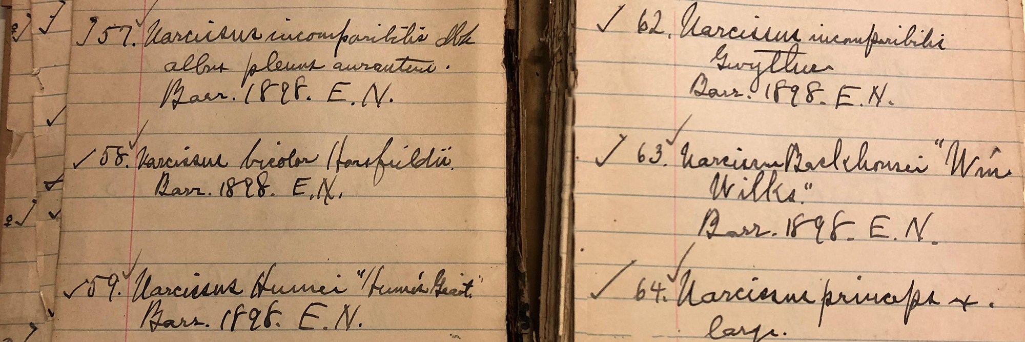 History of Daffodils at NYBG New York Botanical Garden