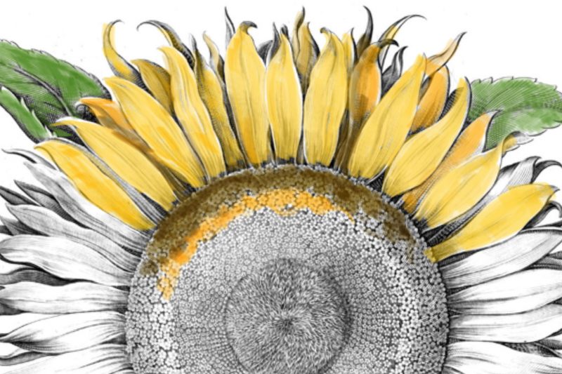 Photo of a partially colored sunflower drawing