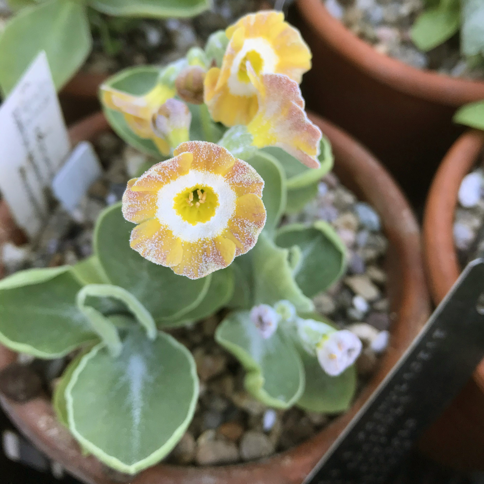 Photo of an orange Primula auricula