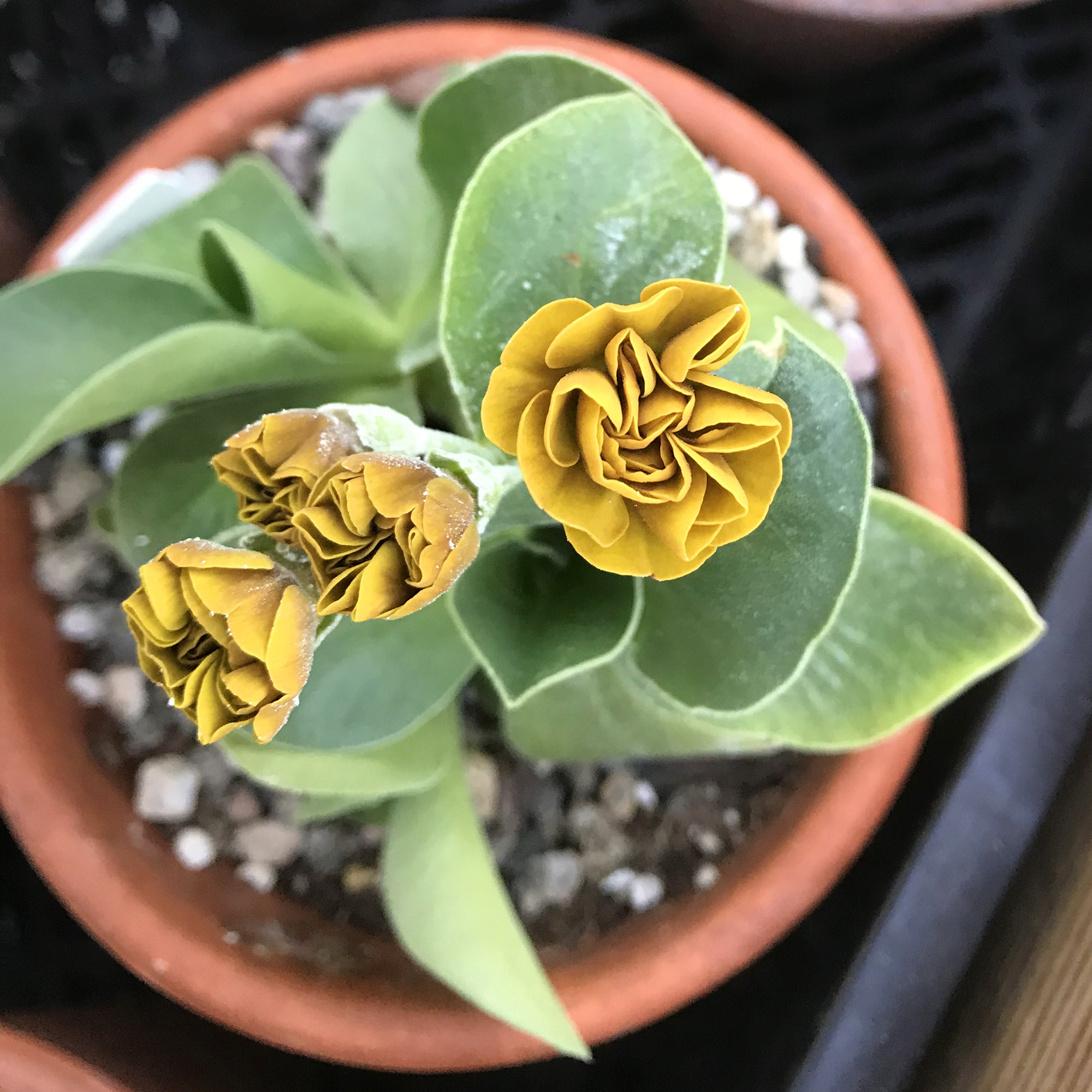 Photo of a yellow Primula auricula