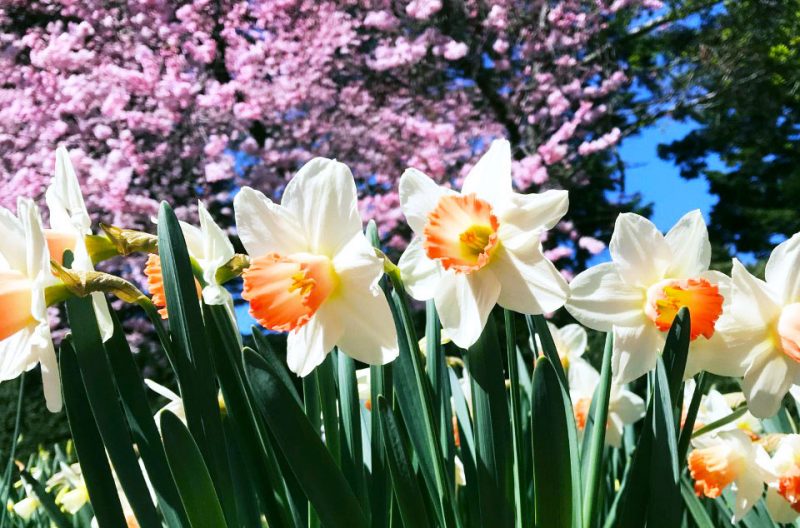 Photo of daffodils blooming