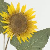 A herbarium specimen of a sunflower.