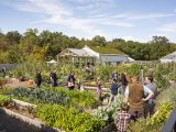 Families walking through the garden with fall vegetables in sight