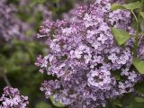 Pale purple lilacs in bloom