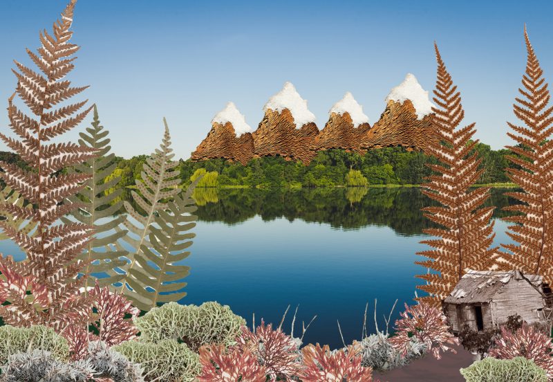 Photo of an herbarium specimen collage by Amy Weiss