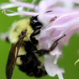 Bombus Bimaculatus -- Two Spotted Bumblebee