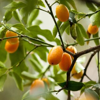 Photo of kumquats