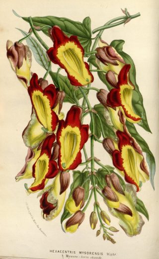 Botanical illustration of Indian clockvine