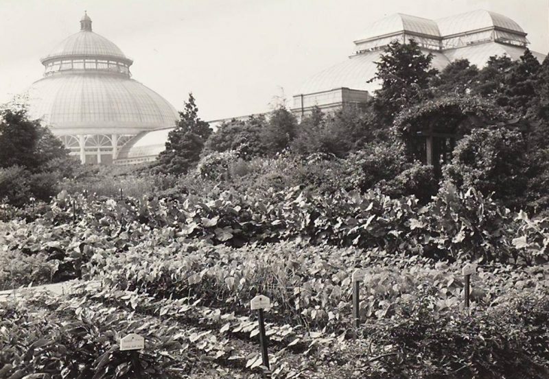 Photo of the NYBG victory garden