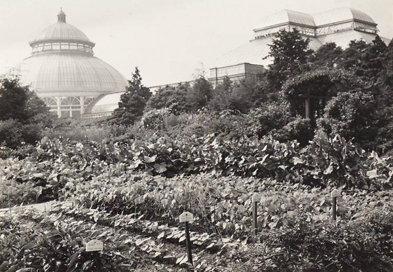 Victory Gardens Make A Comeback New York Botanical Garden