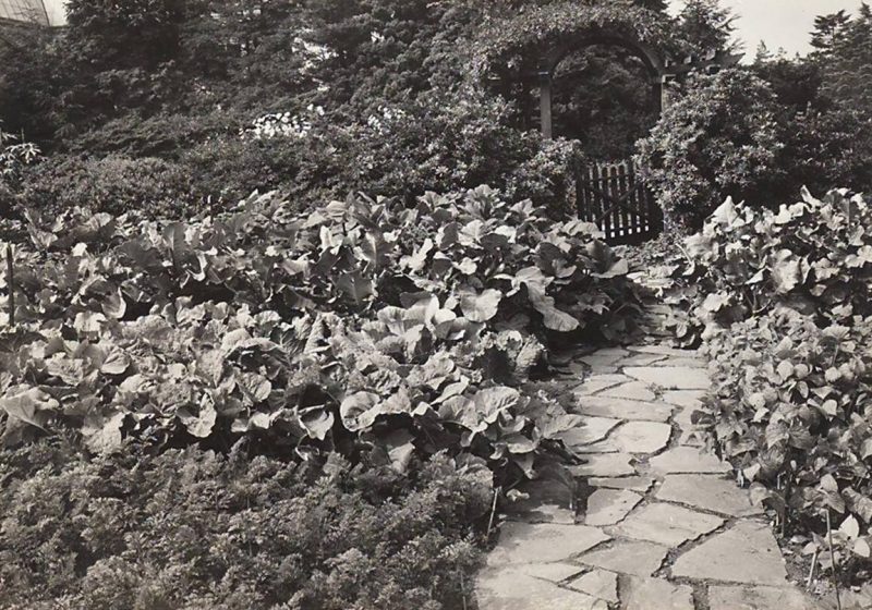 Photo of NYBG victory garden
