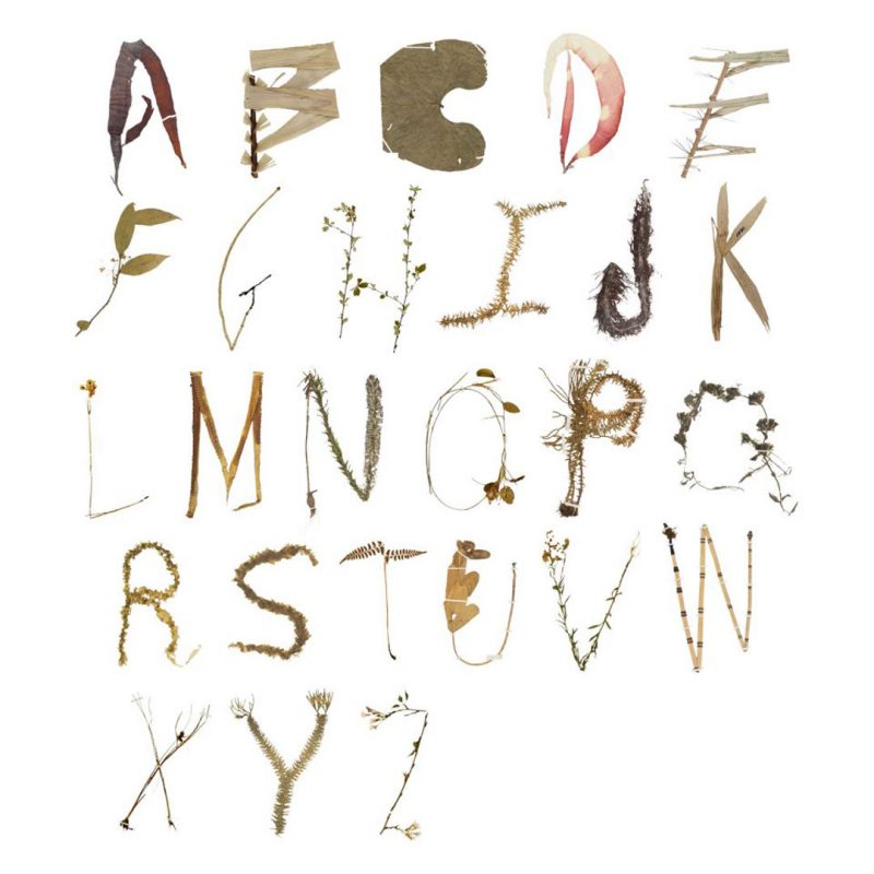 Photo of an herbarium specimen alphabet