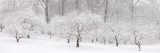 Crabapple trees covered in snow