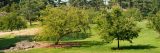 2 green crabapple trees