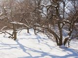 Brown tree trunks and branches covered in white snow.