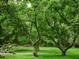 Green trees with light brown tree branches and trunks growing amongst bright green grass along a pathway.