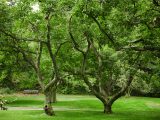 Green trees with light brown tree branches and trunks growing amongst bright green grass along a pathway.