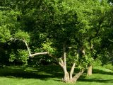 Fully bloomed green tree with brown branches and tree trunk growing in bright green grass.