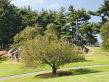 Bare crabapple tree