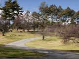 Winding path with bare trees and some full trees in the background