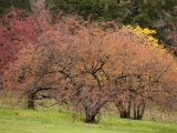 Orange and red crabapples with yellow flowers behind it