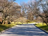 Bare trees lining a grey pathway next to bright green grass.