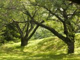 Bright green grass with green trees that have dark brown tree trunks.