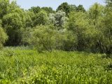 Grasses and trees in the Wetland Trail