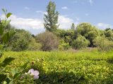 Green leaves and bushes from a wetland area with a single purple partial flower in view, and blue sky above