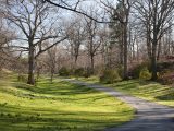 Path surrounded by bare trees and bushes, with some incoming daffodils