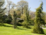 Field of green trees surrounded by green grass