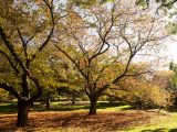 Large dark brown trees with branches towards the sky, shedding gold, green and dark orange leaves on the green grass below.