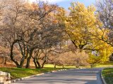 Trees with brown, yellow, and orange leaves surrounded by green grass along a grey pathway.