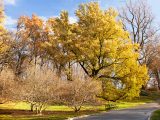 Small and tall bare trees, and trees with yellow and orange leaves surrounded by green grass, next to a small green bench along a grey pathway.