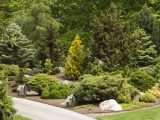 Field of trees and bushes with small path