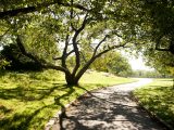 Large green tree casting a shadow on the grey pathway and green grass below.