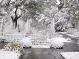 Grey pathway surrounded by snow covered trees, bushes and wooden benches.