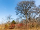 Tall, bare tree with several smaller trees with red