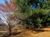 Series of large green trees and a smaller partially bare tree with red leaves