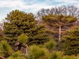 The tops of green trees and bare tree branches below partly cloudy blue skies.