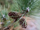 Pine cones on tree branches with green pine needles and a light dusting of white snow.