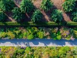 Aerial shot of person walking down grey pathway with multicolored bushes and green trees on both sides of the pathway.