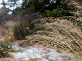 Brown and green pushes surrounded by green trees with a light dusting of white snow on the ground and flying in the air.