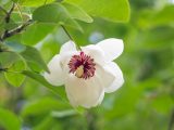 Closeup of a white flower with a burgundy center growing amongst bright green leaves.