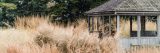 Tall pale yellow plants next to gazebo