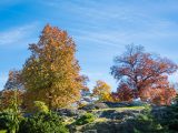 Mixed hue trees and rocks with blue skies